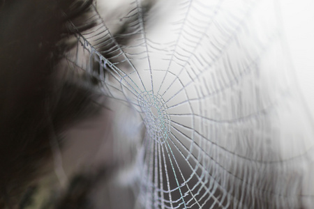 蜘蛛网覆盖在水滴图片