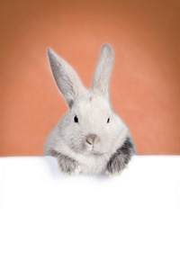 小兔子和空板