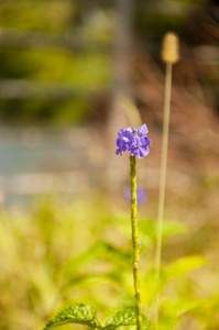 小小的紫色花