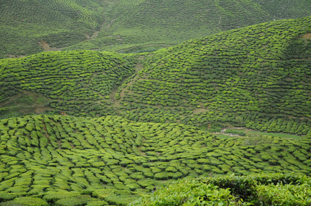 Cameron 高地山谷绿色茶园