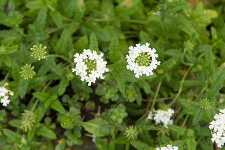 夏天花园里的花朵