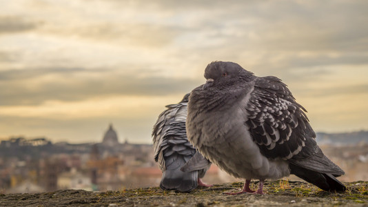 两个大鸽子在罗马的背景上