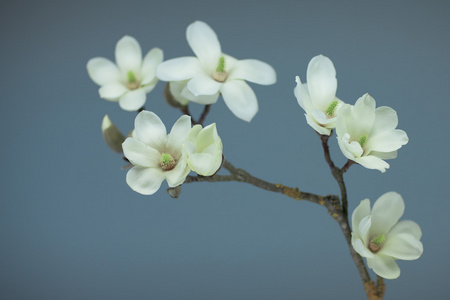 玉兰花盛开