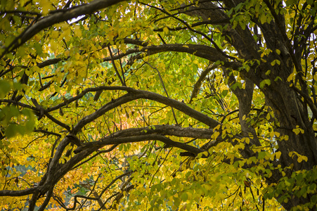 秋天的树的详细信息