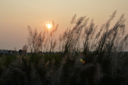 夕阳背后开花草