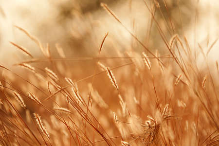 小麦和太阳紫外线的耳朵