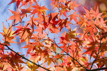 秋天的枫叶树详细信息