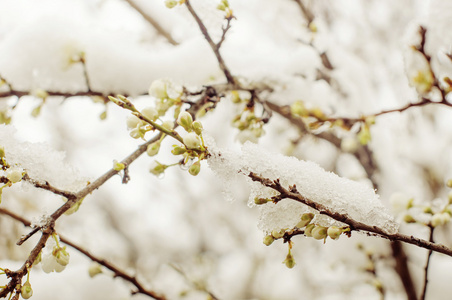 在雪中樱花