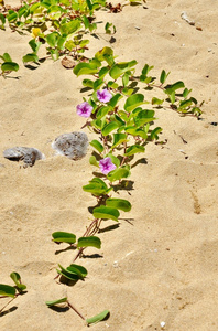 与三个匍匐在海滩上的淡紫色花的旋