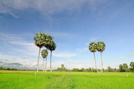 在越南南部稻田