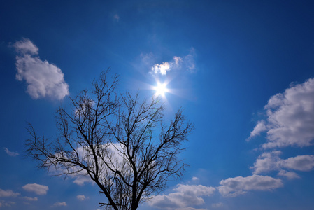 太阳星蓝色狡猾云和树的剪影