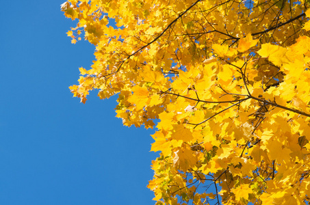 秋天的树叶与蓝蓝的天空背景图片