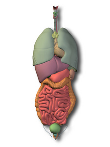人体内部的腹部器官