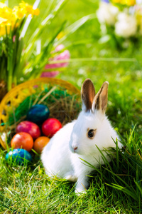 复活节兔子篮子和鸡蛋的草地上