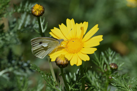 黄色的花春天性质上的蝴蝶