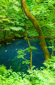 在青森县，日本白神山地