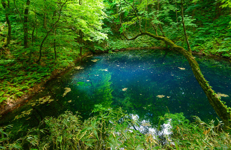 在青森县，日本白神山地