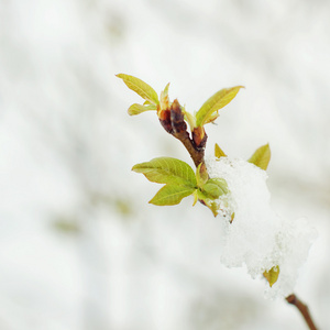 雪在绿色的树树枝上