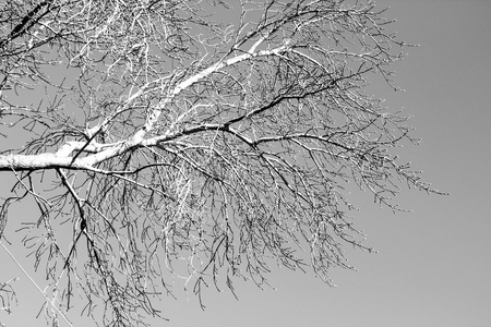 在一个黑色的白色的树分支图片
