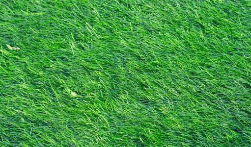 绿色的人工草地为背景