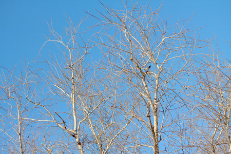 蓝天上干燥的树枝