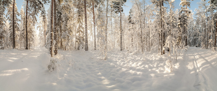 冬天雪覆盖的木头