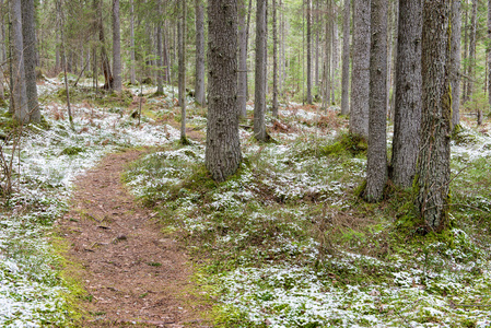 春季雪覆盖森林小径