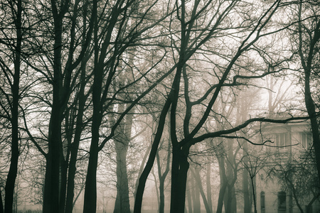 城市公园在冬季雾