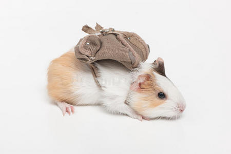 哺乳动物 有趣的 毛茸茸的 鼠标 老鼠 可爱的 米色 头发