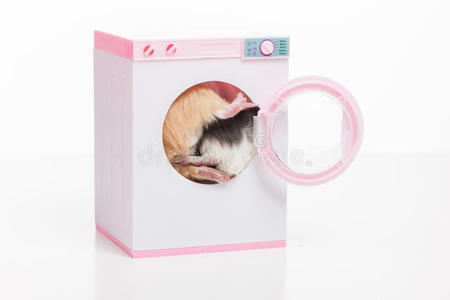 坐在洗衣机里的滑稽仓鼠。