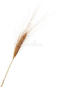 小麦穗