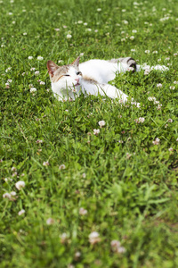 躺在青草上的猫