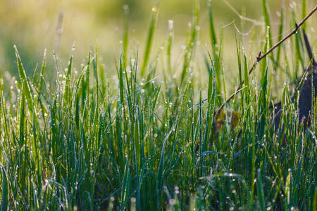 清晨用水滴拍下新鲜浓密的草