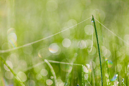 清晨用水滴拍下新鲜浓密的草