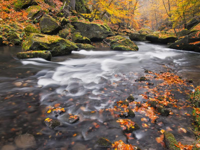 有落叶的砾石。秋山河岸。河岸上有砾石和新鲜的绿色苔藓巨石，叶子五彩缤纷。