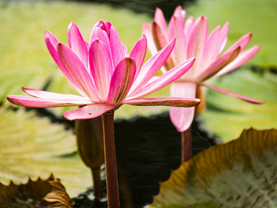 自然界的粉红莲花