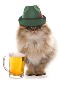 戴着巴伐利亚啤酒节帽子的波斯猫