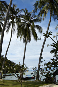 皮皮岛棕榈树热带海滩