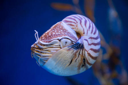 鹦鹉螺蓬皮利斯或室鹦鹉螺，是一个cep