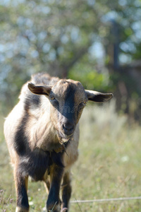 一幅绿色阳光草地背景上的山羊肖像