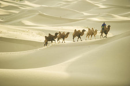 内蒙古巴丹吉林沙漠大篷车骆驼