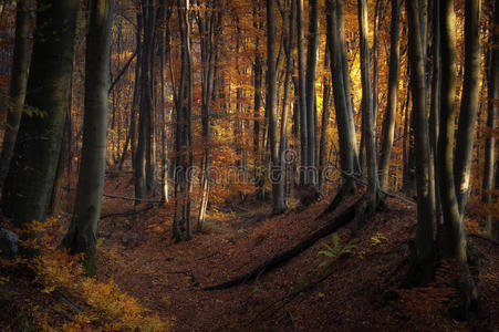 秋天在一片金色的森林里，阳光灿烂