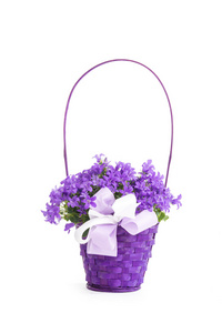 蓝铃花紫色花瓶