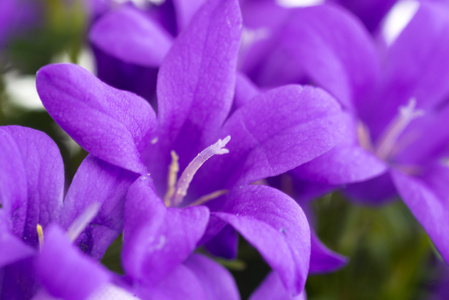 蓝铃花紫色花瓶
