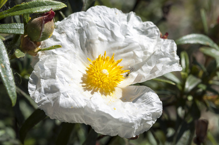 梦乡 ladanifer 胶 rockrose