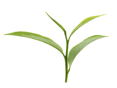 绿茶叶在白色背景上孤立