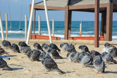 在空旷的海滩上的很多鸽子