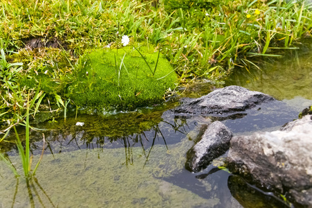 高山草甸苔藓