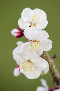 日本的樱花树盛开的鲜花