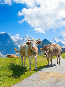 在阿尔卑斯山的瑞士牛